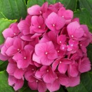 cây hoa cẩm tú cầu