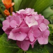 cây hoa cẩm tú cầu