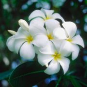 hoa sứ trắng