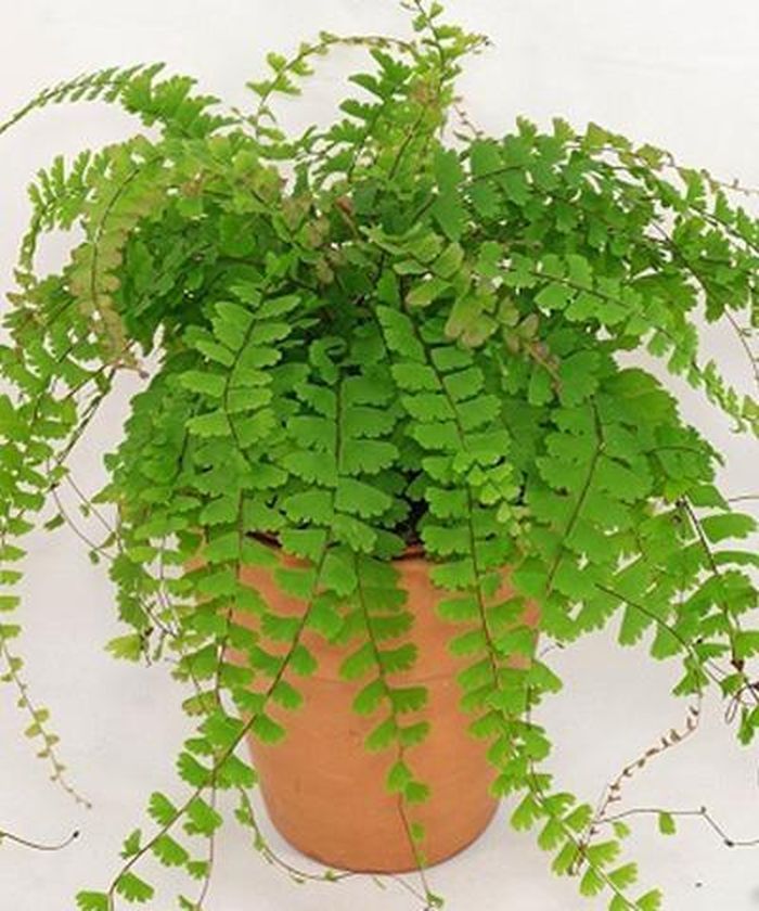 Cách chăm sóc cây tóc thần vệ nữ Maidenhair Fern (Adiantum raddianum) • Tạp  chí Nhà đẹp & Sân vườn