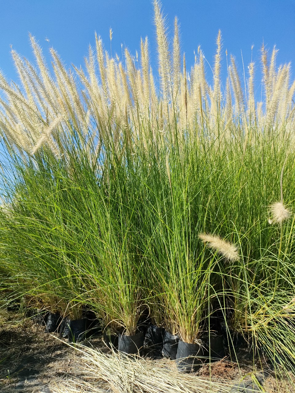 cỏ lau đà lạt