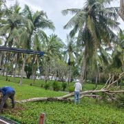 quy trình khắc phục và phòng chống cây xanh mùa mưa bão