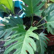 philodendron olympiad
