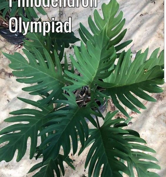 philodendron olympiad