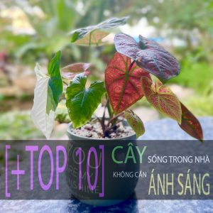 +TOP 10 CÂY SỐNG TRONG NHÀ KHÔNG CẦN ÁNH SÁNG