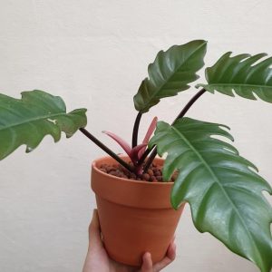 Philodendron Pluto green