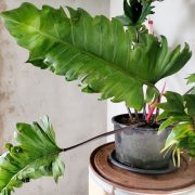 Philodendron Pluto green