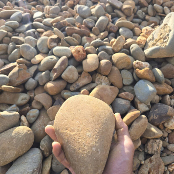 sỏi tn