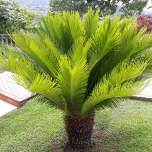 Cây vạn tuế – cây cảnh sang trọng, dáng đẹp, thường trồng trong sân vườn, chậu trang trí nội thất, công trình cảnh quan.