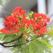 cay-phuong-2